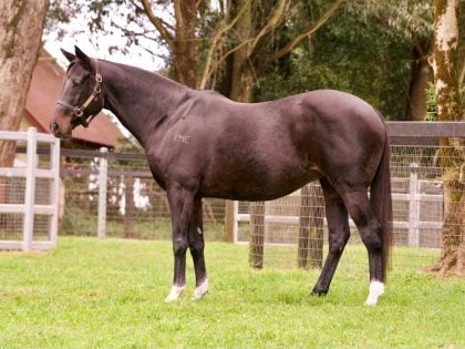 Lot 1110: Sheiswhatsheis