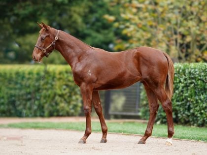 Lot 154