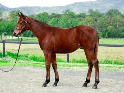 Lot 66