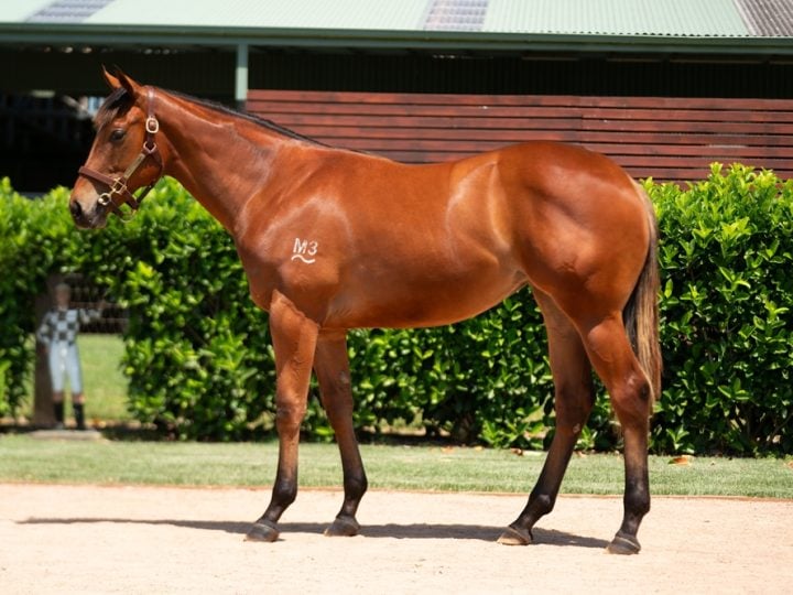 Lot 1002