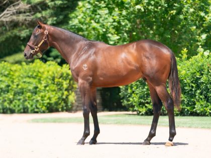 Lot 914