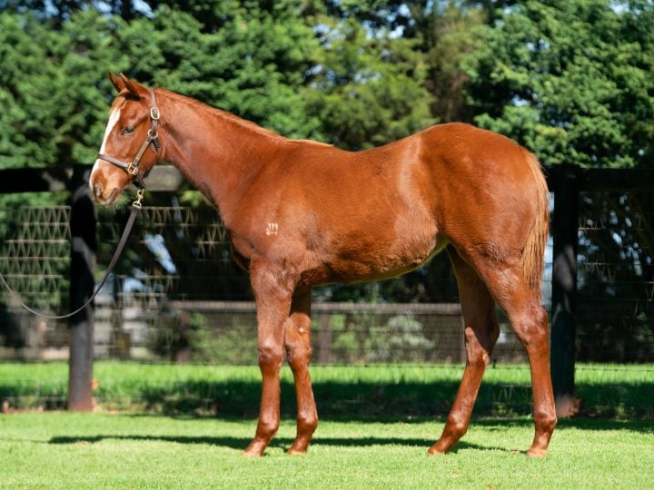 Lot 323