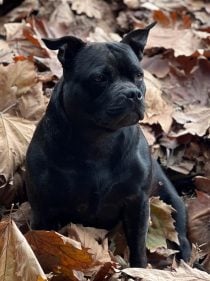 Roisín